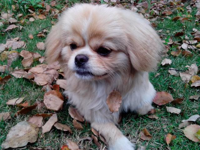 狗狗鼻子裂口怎么治疗(狗鼻子裂口子怎么办)-艾拉养犬