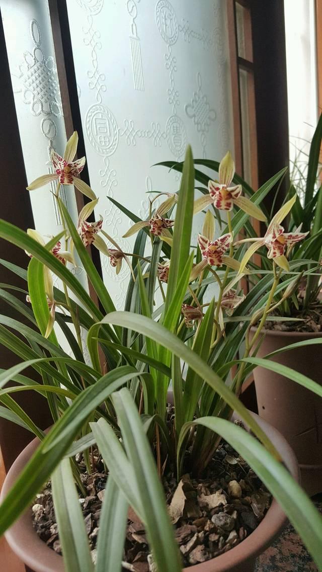 最好养的兰花(最好养的兰花是金嘴大青)