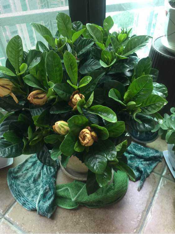 枝枝花