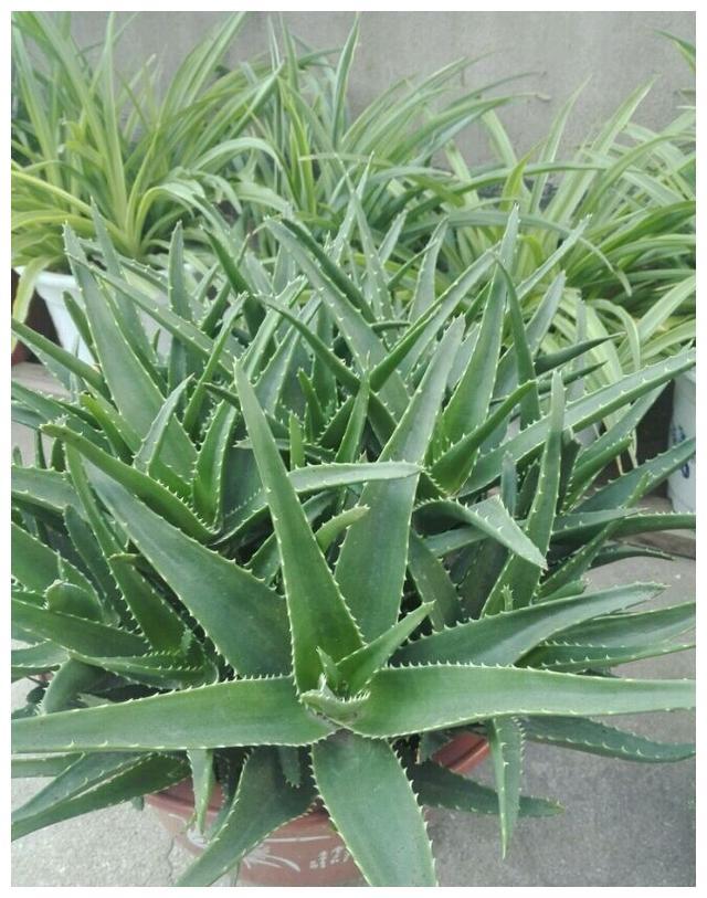 芦荟产地