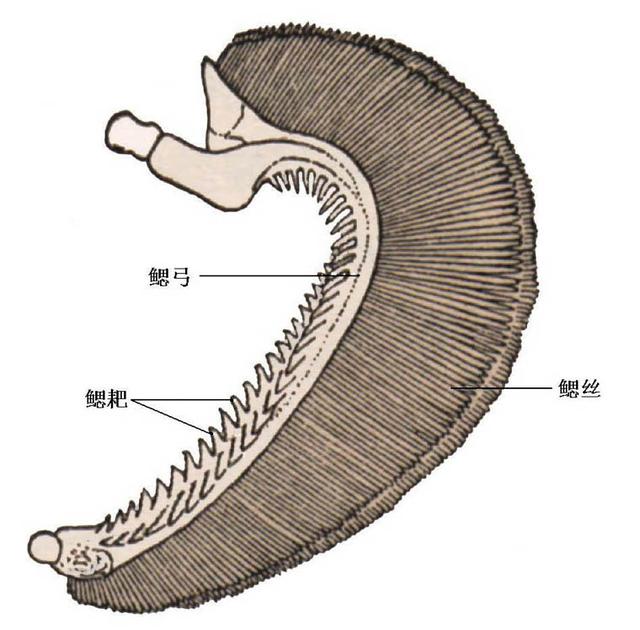 鱼的种类