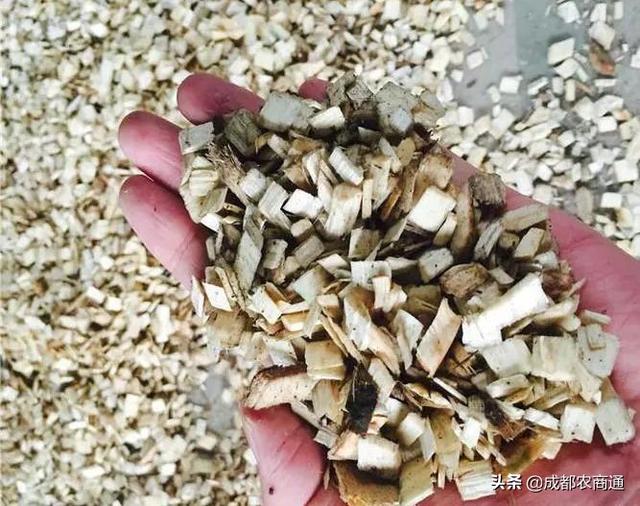 种香菇 种香菇（种香菇用什么树） 生活
