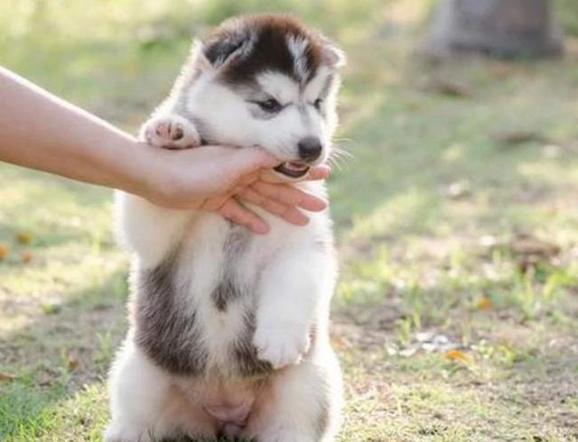 狗狗找你玩你應該怎麼陪它(陪狗狗玩的心情說說)-艾拉養犬