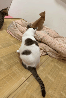 猫原来去猫砂盆现在到处尿（我家米桶被猫当猫砂盆了）(16)