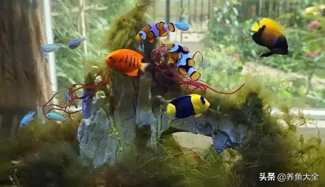 一缸多过滤机