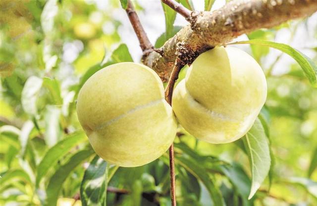 蜂糖李 蜂糖李（蜂糖李的生物学特性） 生活