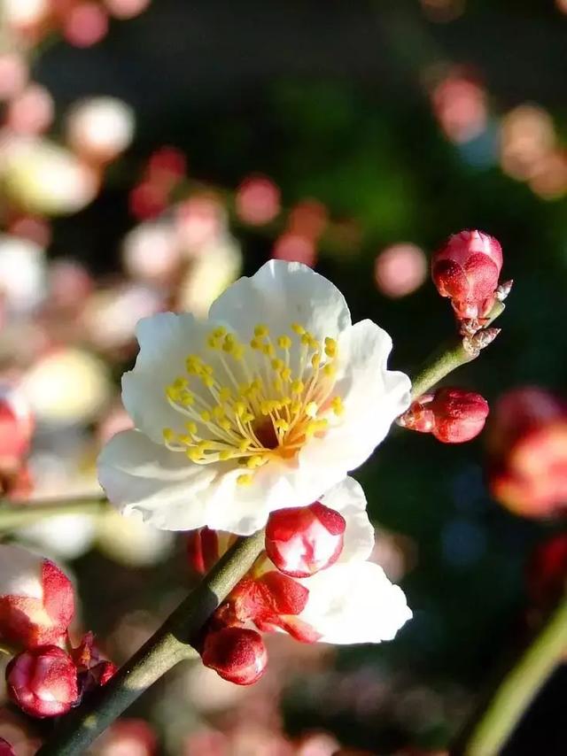 [微信七里香代理]，微信视频发黑了怎么调呢