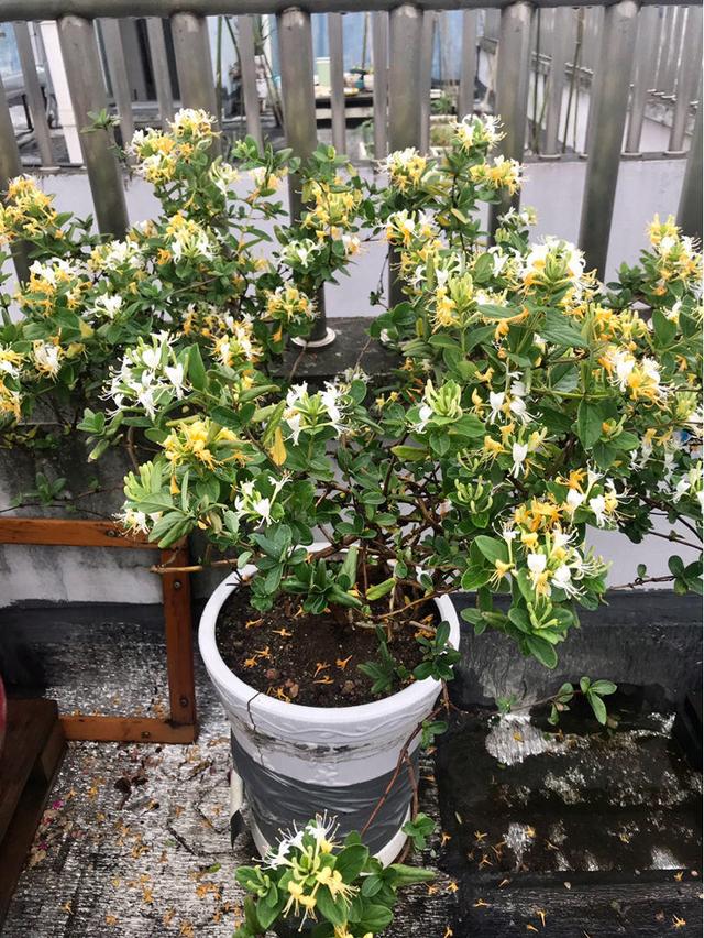 种植金银花