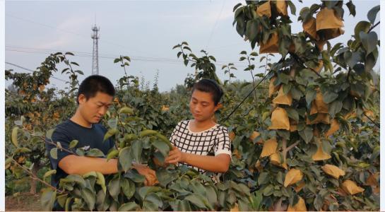 梨树种植，何时进行套袋最适宜？梨树套袋技术要点分享4