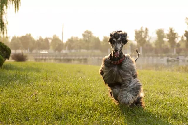 阿富汗猎犬图片