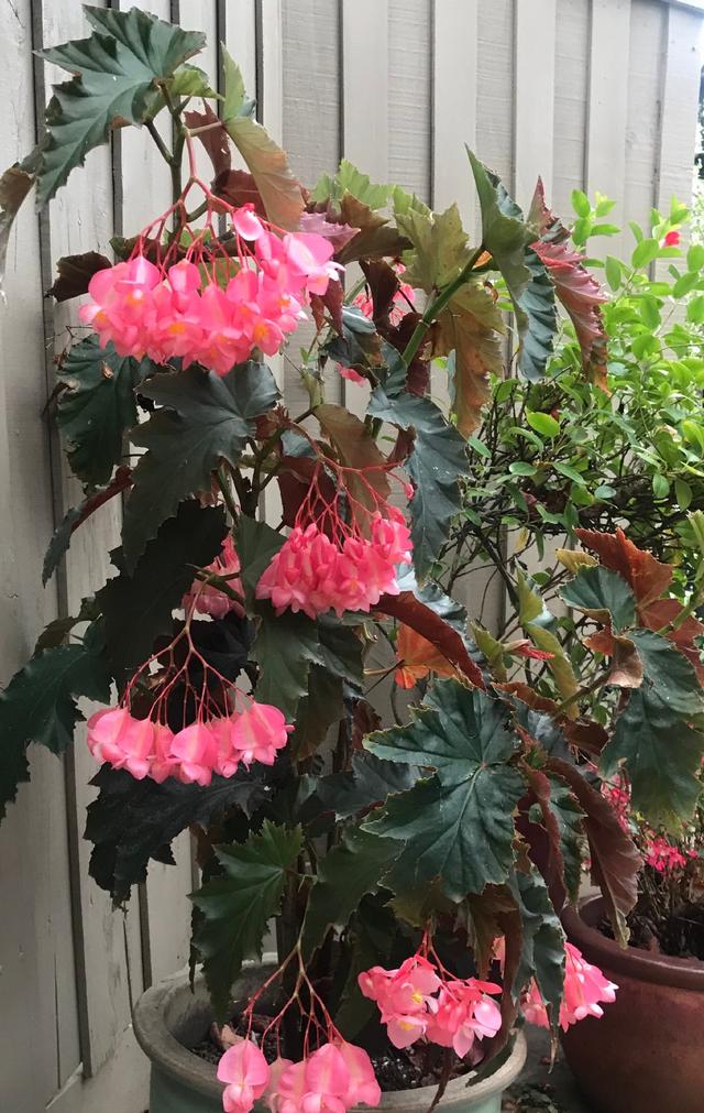 竹节海棠