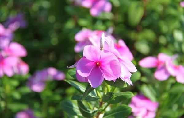 一盆长春花 一盆长春花（一盆长春花阅读答案） 生活