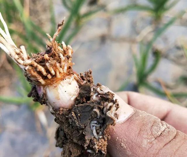 治蒜蛆、韭蛆并没有那么难，记住此方案，只用一遍药就能解决问题2