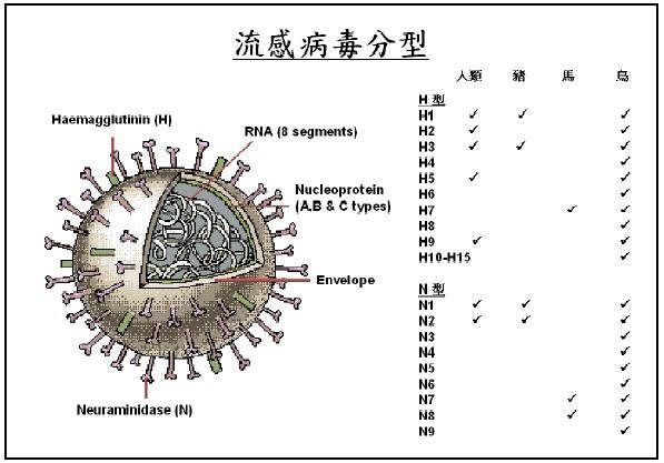 狂犬病病毒