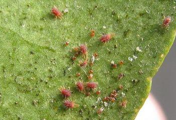 山楂叶螨成螨山楂叶螨危害症状防治方法.