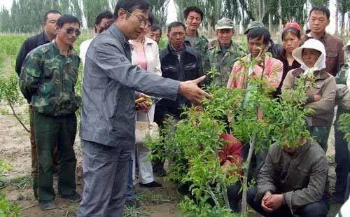 「技术」冬枣管理种植技术整周年资料，过年也要好好管理果园了2