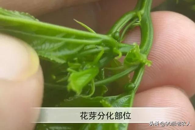 百香果出现“虚花虚果”轻轻一碰就掉落？多措齐施才能减少发生7