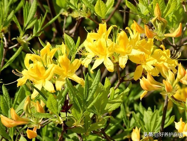 杜鹃花有毒吗 杜鹃花有毒吗（黄色杜鹃花有毒吗） 生活