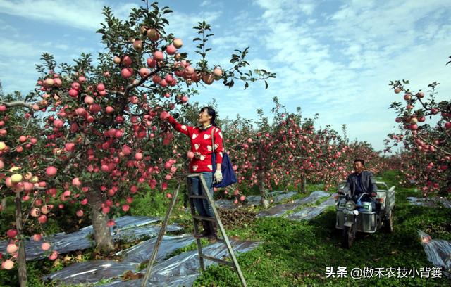 5月底到6月初果树幼果套袋正合适，果实套袋管理技术请收好