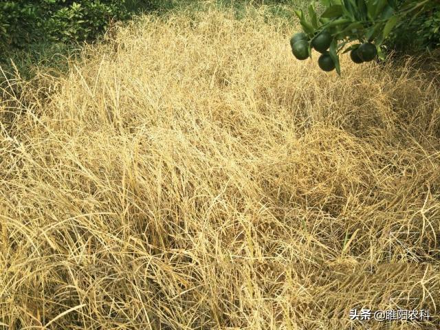 这个除草剂专治水花生、牛筋草、香附子等恶性杂草4