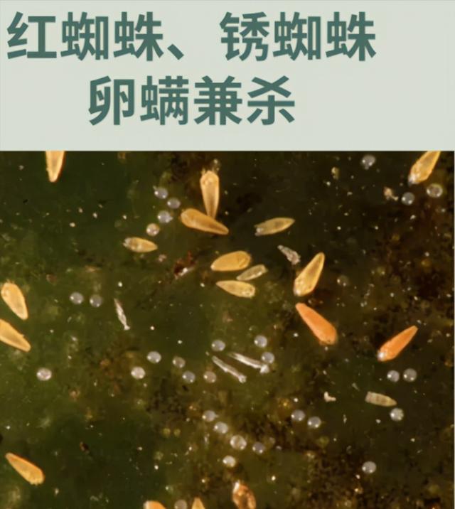 老药新用！双甲脒防治红蜘蛛+锈蜘蛛，温度越高药效越好3