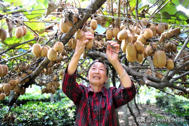 要使果树果实膨大好，除了增施钾肥以外这些营养元素要补好10