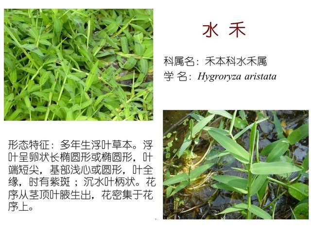 水生植物种类 水生植物种类（水生植物100种） 生活