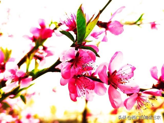 杏树