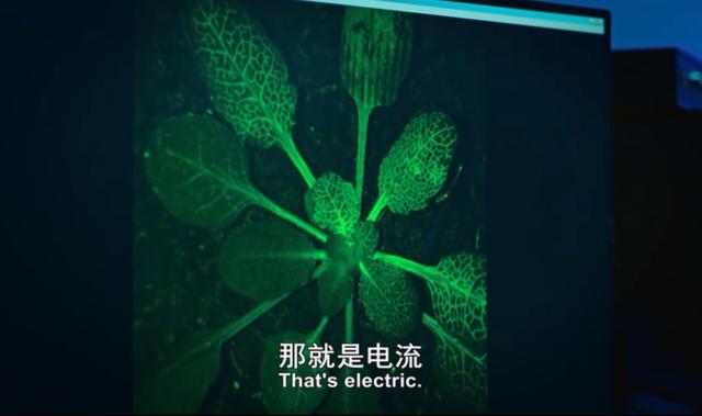 金属破碎机每日开机前必做检查比例失重调整