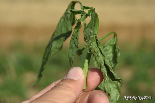 农民种植辣椒，喷农药发生药害，面对追责，看农资店老板怎样应对5