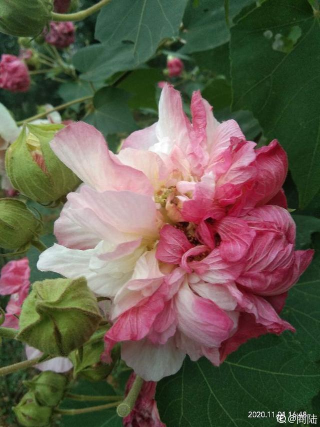 木芙蓉 木芙蓉（木芙蓉简介） 生活