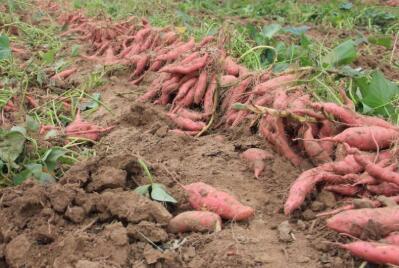 红薯的种植时间和方法 红薯的种植时间和方法（红薯的种植时间和方法视频） 生活