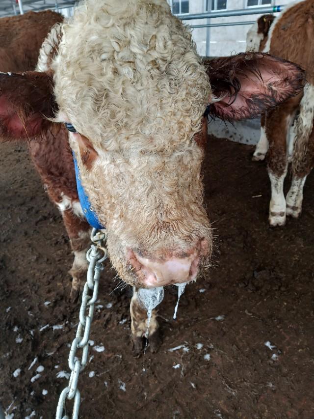 牛口蹄疫之前什么症状,牛口蹄疫到底如何对待