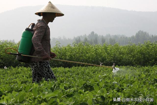 夏花生进入旺盛生长期，如何打药控旺最合理？一篇文章给你说明白2