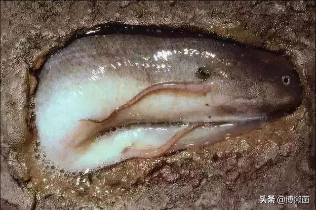 昆士兰肺鱼图片