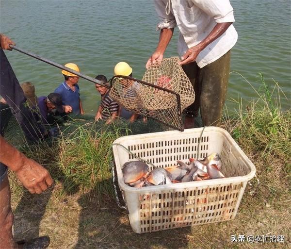 淡水白鲳