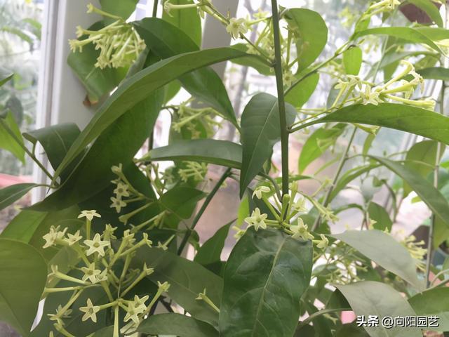 夜來香花圖片(草本夜來香花圖片) 資訊 第5張