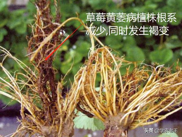 不可忽视的草莓土传病害—黄萎病！试试这4个防治措施2