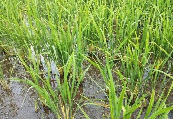 种植分享：水稻主要病虫害防治技术，一起来学学吧