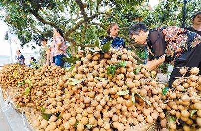 龙眼要想产量高，控梢促花不可少，如何控，怎么促？10