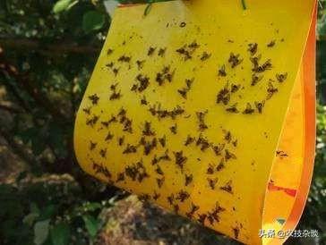 梨树虫害“梨茎蜂”蛀食嫩枝嫩梢，掌握防治技术，避免虫害爆发9