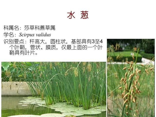 水生植物种类 水生植物种类（水生植物100种） 生活