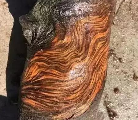 崖柏鱼鳞纹是什么样