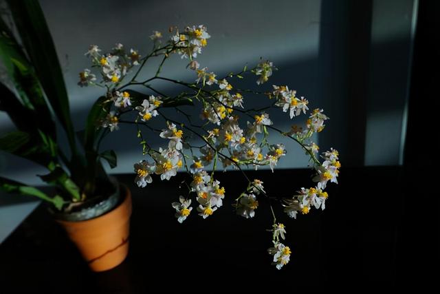 阳台上种上这些 耐寒花 冬天的阳台依旧是小花园 娇艳好看 Zh中文网