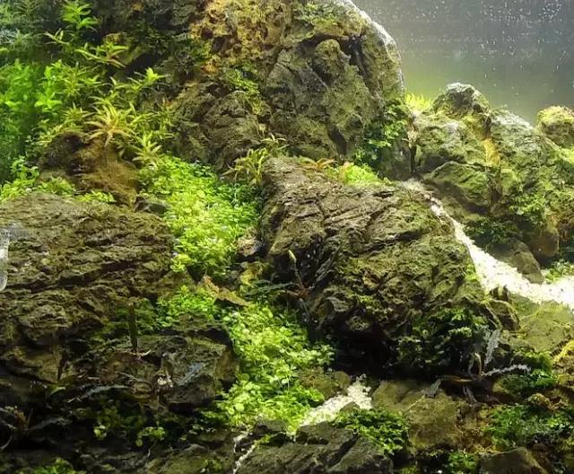 笠螺图片(淡水笠螺图片) 资讯 第22张