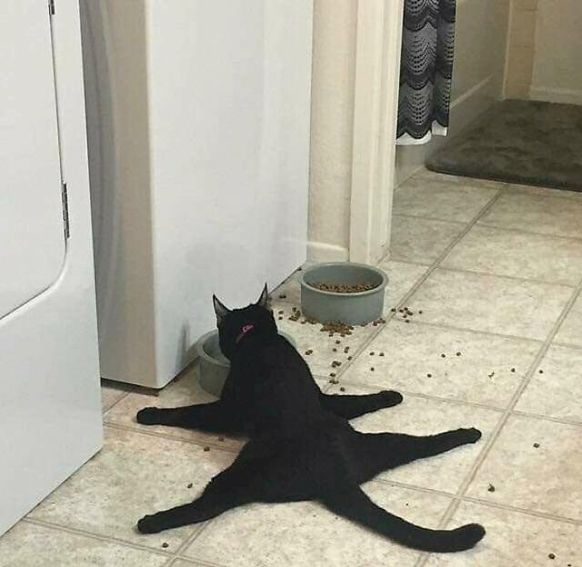 猫照片