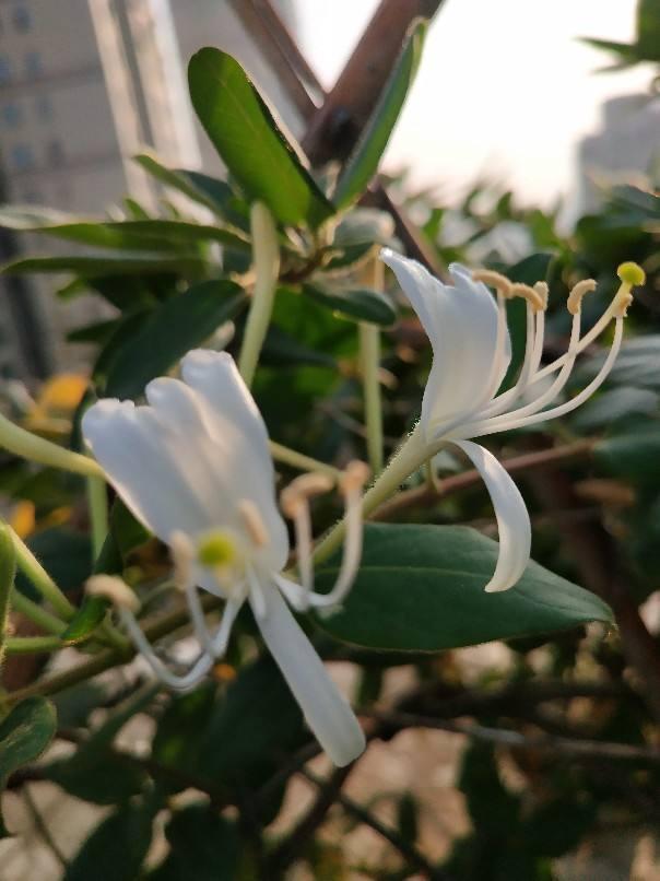 种植金银花