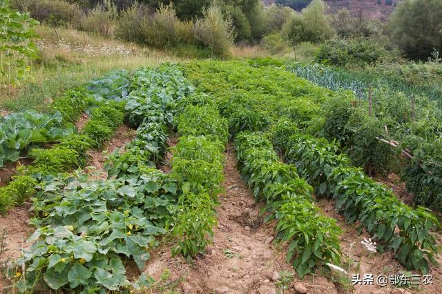农村家庭种菜生虫，千万不要喷农药，用植物煎水杀虫效果好又安全