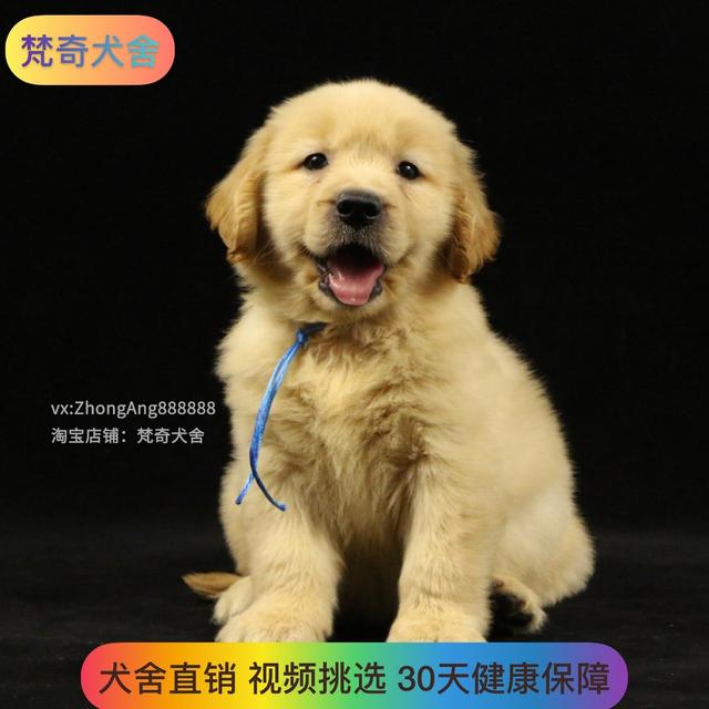 金毛寻回犬好养吗