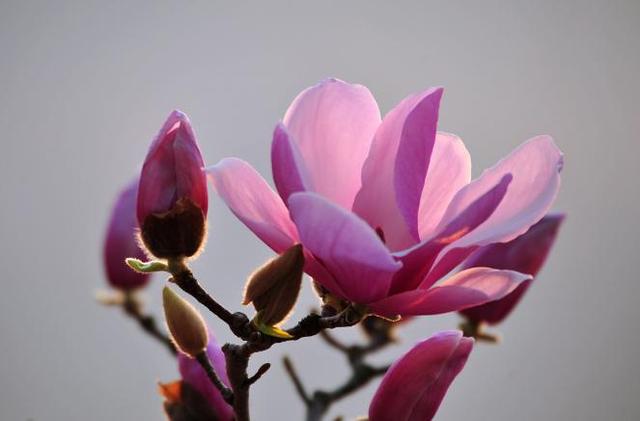 玉兰花花语